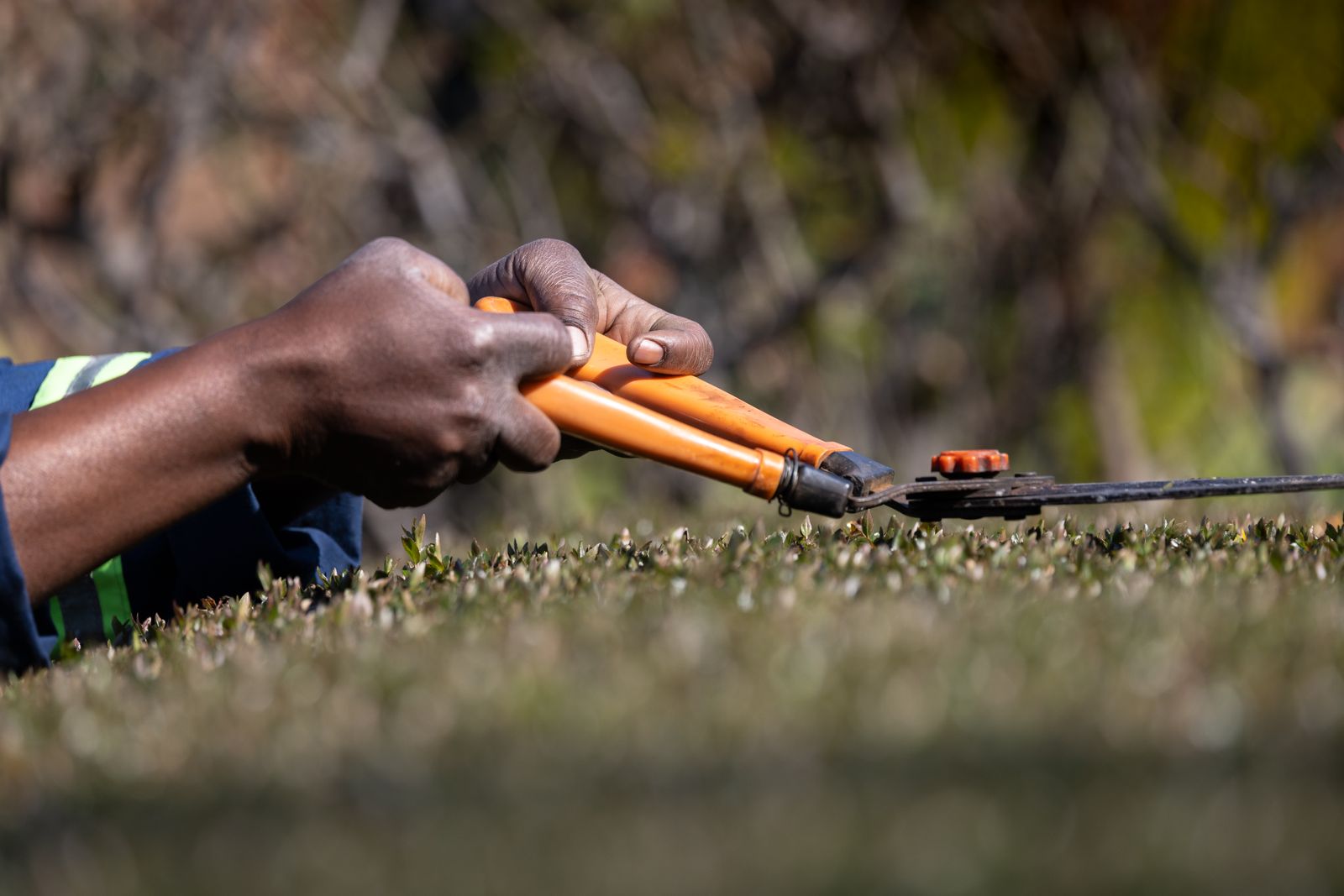 A gardener trimming bushes with pruning shears in a sunny garden