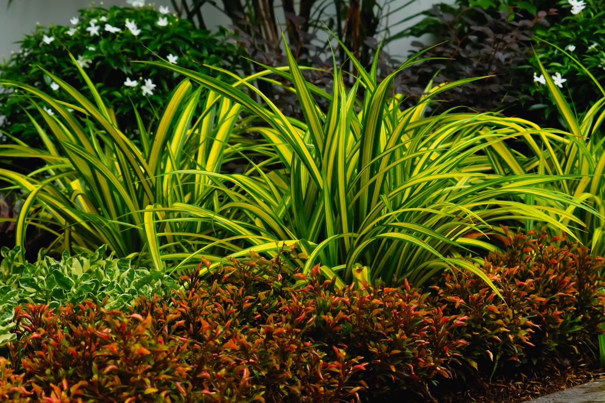 Lush green and red foliage in a vibrant garden setting