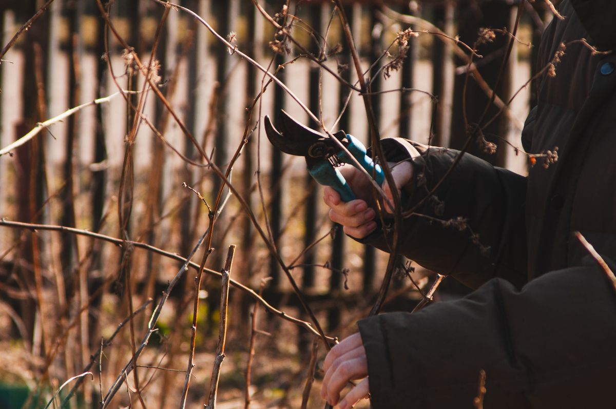 Gardener using pruning shears to trim a shrub in an autumn garden