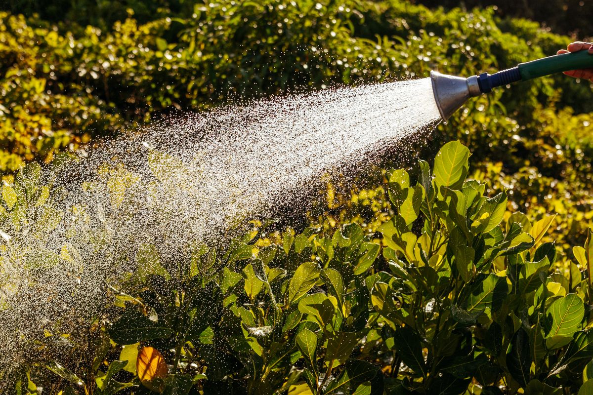 Garden hose watering sunlit green plants